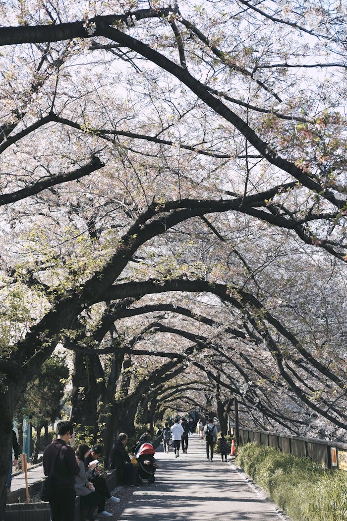 services-03 People walk under cherry blossoms in a park in Tokyo, Japan during spring.